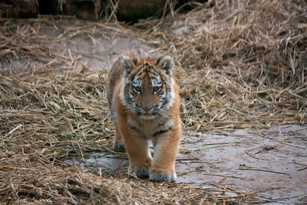 Cute tiger cub resting in the hay