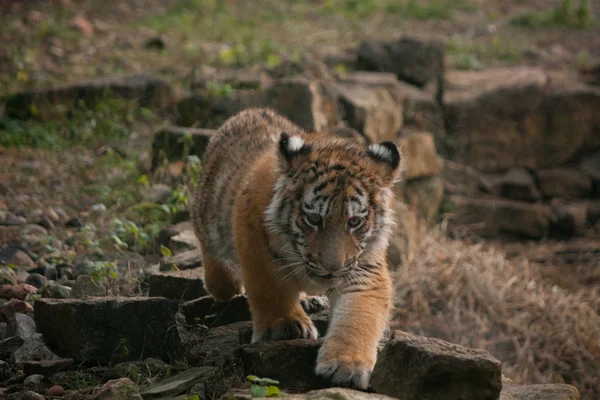 Cute tiger cub walking in the jungles