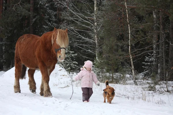 Cute little girl leading big draught horse in winter