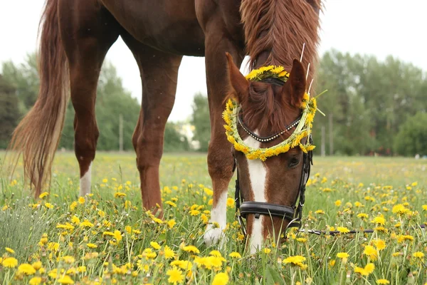 Chestnut horse eating dandelions at the pasture