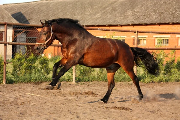 Playful running horse in the paddock