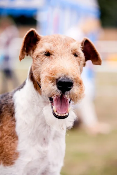 Portrait of happy fox terrier