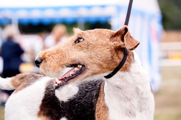 Portrait of happy fox terrier