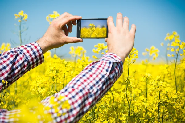 Farmer inspect quality of canola field and taking photo with mobile phone