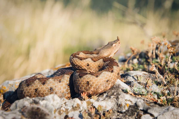 Horned viper in nature on rocks