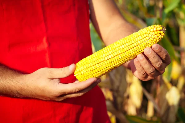 Farmer showing corn maize ear at field