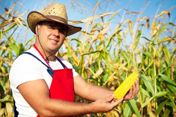 Farmer showing corn maize ear at field