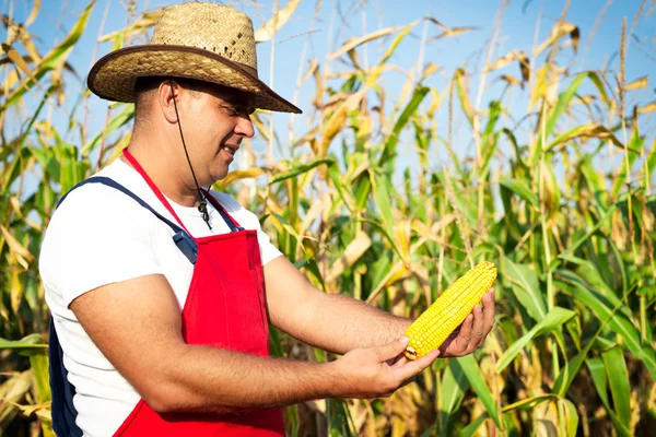 Farmer showing corn maize ear at field