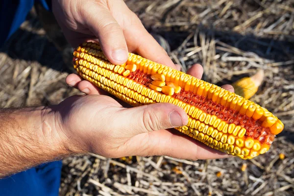 Farmer holding corn cob in hand in corn field