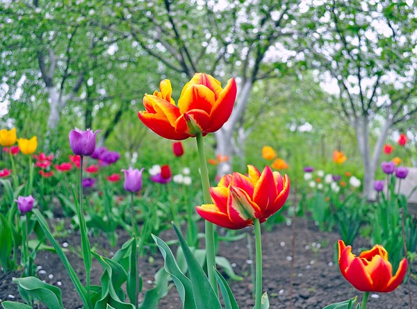 Multi-colored tulips in a garden.