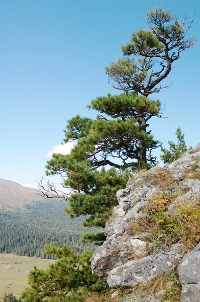 Mountain pine on the rock.