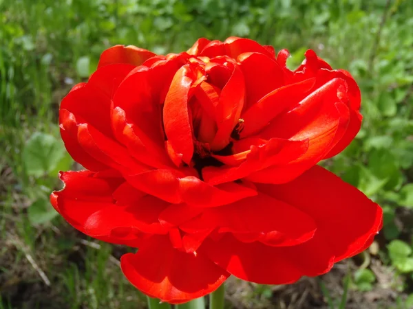 Red terry tulip in a garden, macro.