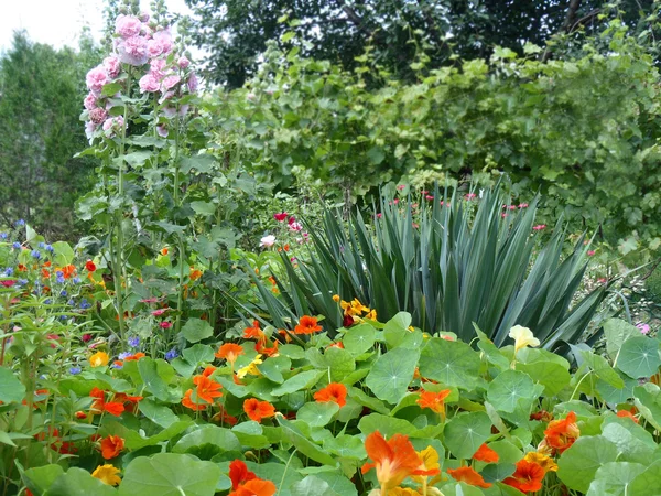 Multi-colored cultivated flowers on a bed.