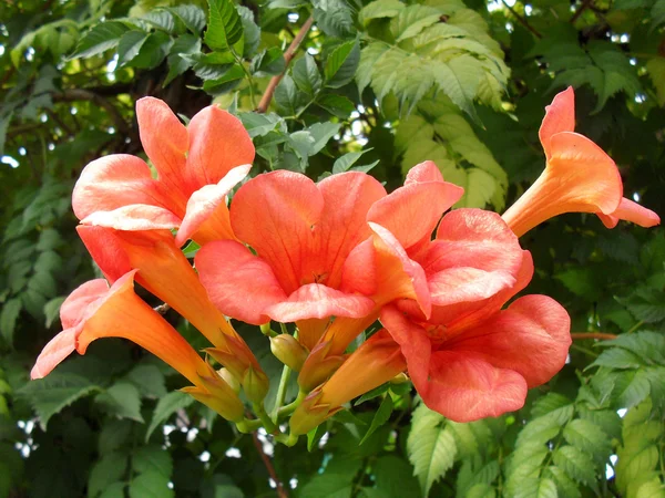 Cultivated flowers of Campsis radicans close up.