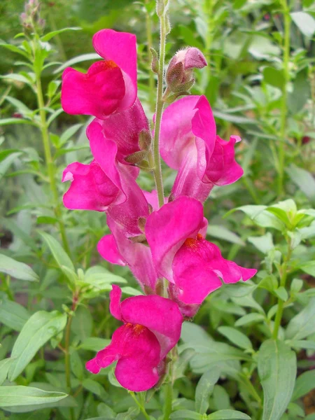 Flowers the Lion\'s pharynx (Antirrinum) of crimson color in a garden close up.