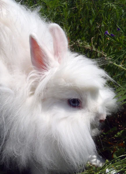 White decorative rabbit close up.