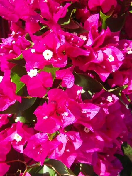 Crimson bugenvilliya (Bougainvillea) close up.