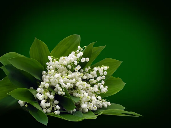 Bouquet of May lilies of the valley on a dark green background.