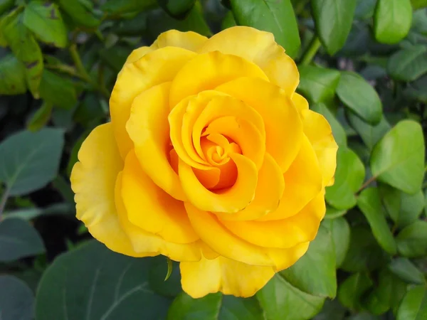 Yellow rose in a garden, macro