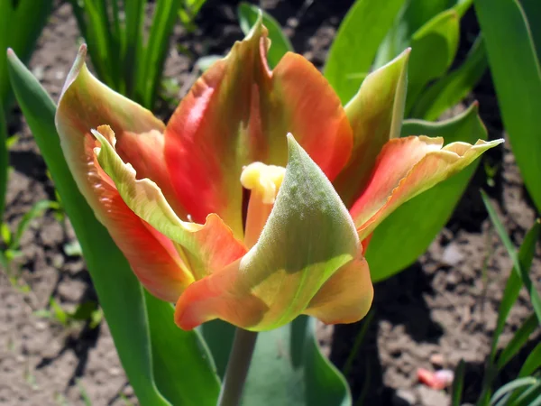 Parrot a tulip in a garden close up.