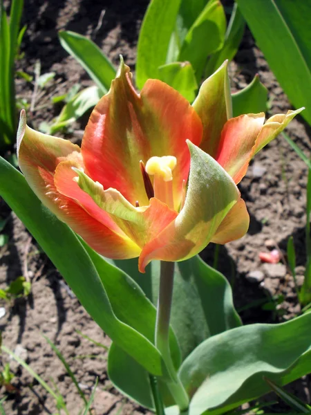 Parrot a tulip in a garden close up.