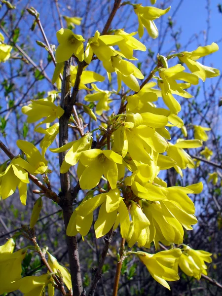 The blossoming ornamental shrub of Forsythia in a garden.