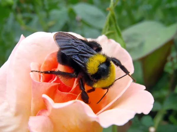 Bumblebee on a peach rose, macro.