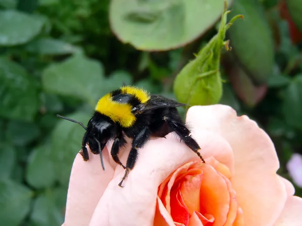 Bumblebee on a peach rose, macro.
