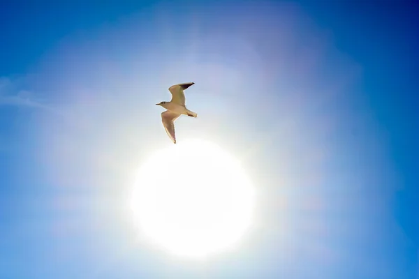 Sun and white bird in the sky
