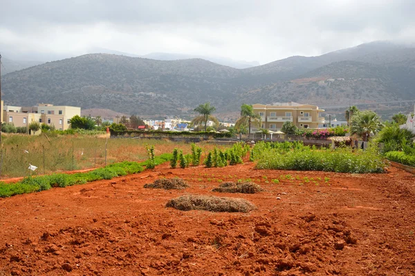 View of red arable land, Malia town and mountain.