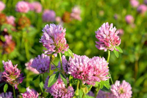 Red clover close up.