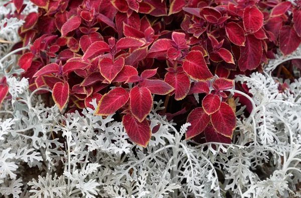 Red and white plant background.