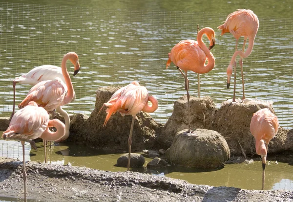 Group of pink flamingo