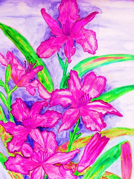 Pink daily lilies