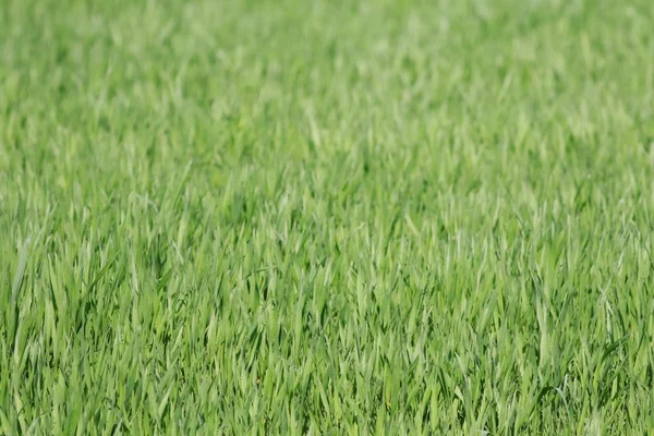 Field of green wheat grass