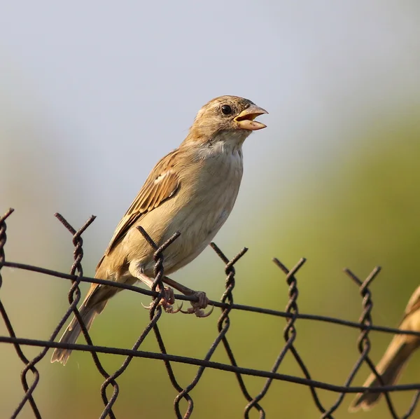 House Sparrow on old wire fence, Passer domesticus