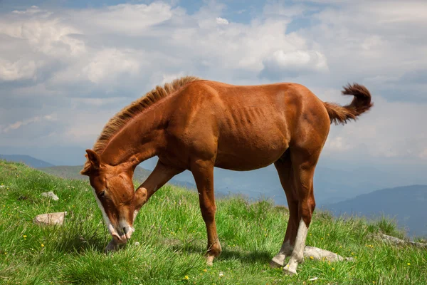 Horse on mountain meadow