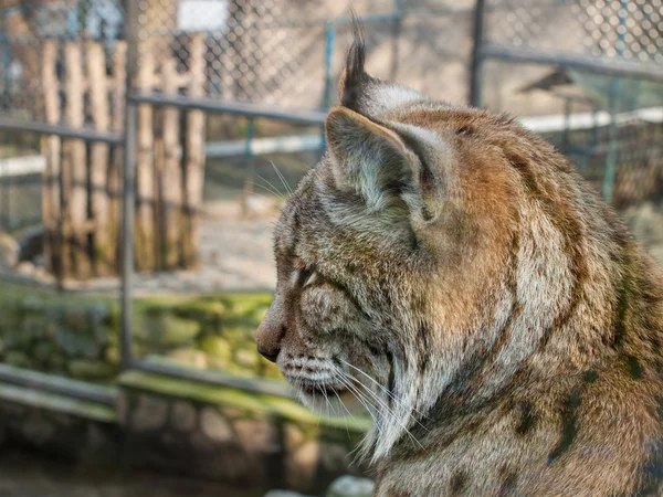 Lynx cat - head closeup shot