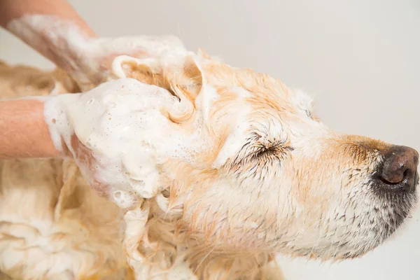 Bathing a dog Golden Retriever