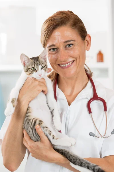 Veterinary clinic with a kitten