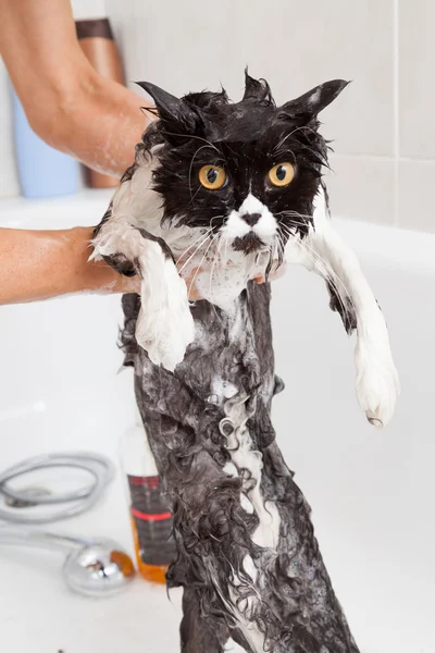 Bathing a cat