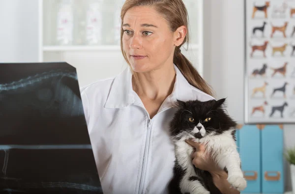 Veterinary clinic with a kitten