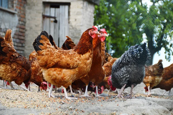 Chickens on traditional free range poultry farm