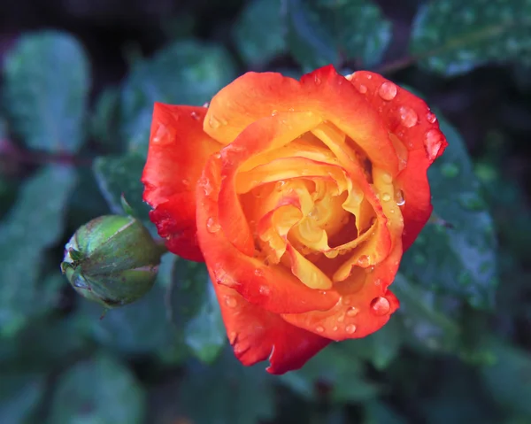 Multicolor Rose Close Up Orange Red Yellow