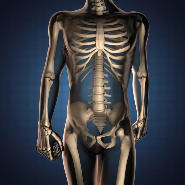 Human radiography scan with bones