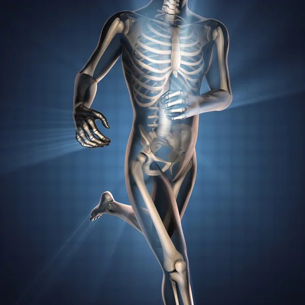Human bones radiography scan image