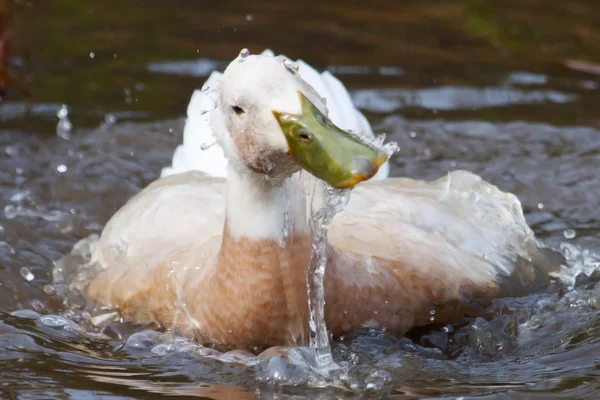 White duck with green bill splashing in the water