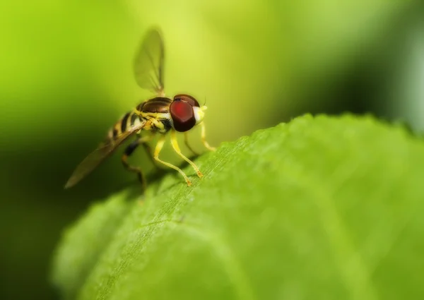 Macro shot of a hover fly in soft focus