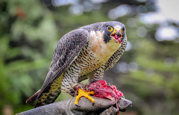 Peregrine falcon