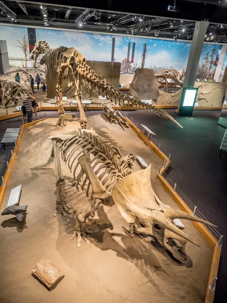 Dinosaur fossil exhibit, Royal Tyrrell Museum